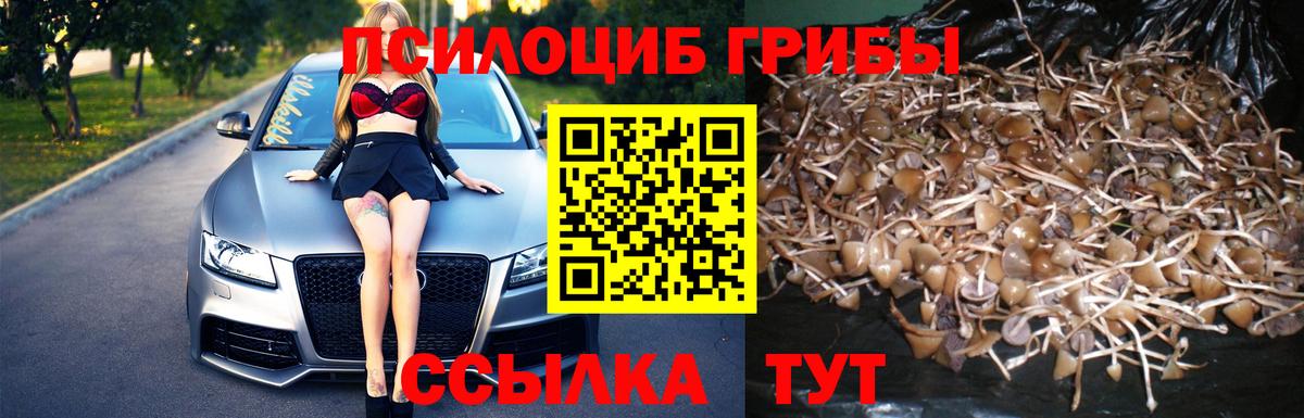 Псилоцибиновые грибы GOLDEN TEACHER Медногорск